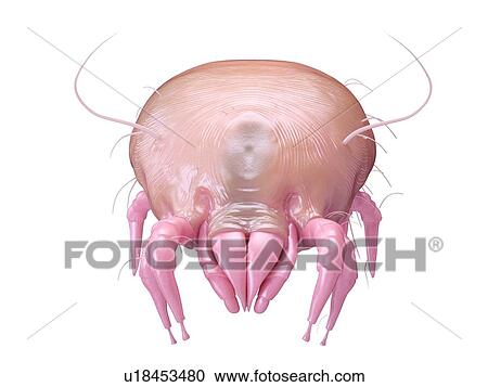 Stock Image - Illustration of a dust mite.. Fotosearch