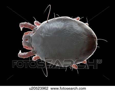 Illustration of a dust mite. View Large Photo Image Stock Image - Illustration of a dust mite.. Fotosearch