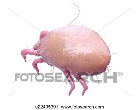 Illustration of a dust mite. View Large Photo Image Stock Image - Illustration of a dust mite.. Fotosearch