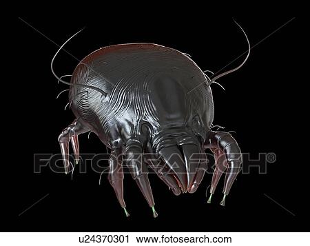 Stock Image - Illustration of a dust mite.. Fotosearch