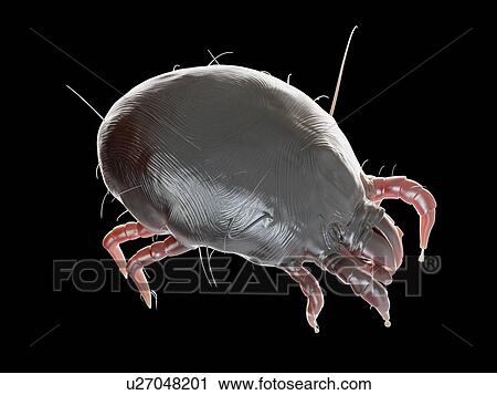 Illustration of a dust mite. View Large Photo Image Stock Image - Illustration of a dust mite.. Fotosearch