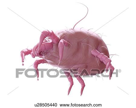 Illustration of a dust mite. View Large Photo Image Stock Image - Illustration of a dust mite.. Fotosearch
