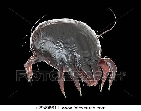 Stock Image - Illustration of a dust mite.. Fotosearch