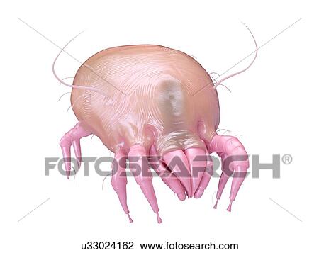Illustration of a dust mite. View Large Photo Image Stock Image - Illustration of a dust mite.. Fotosearch