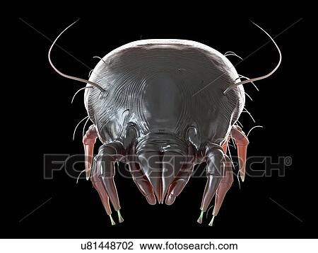 Illustration of a dust mite. View Large Photo Image Stock Image - Illustration of a dust mite.. Fotosearch