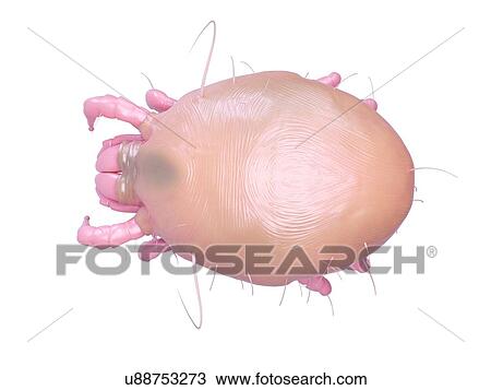 Illustration of a dust mite. View Large Photo Image Stock Image - Illustration of a dust mite.. Fotosearch