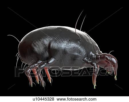 Illustration of a dust mite. View Large Photo Image Stock Photo - Illustration of a dust mite.. Fotosearch
