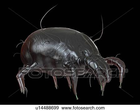 Stock Photo - Illustration of a dust mite.. Fotosearch