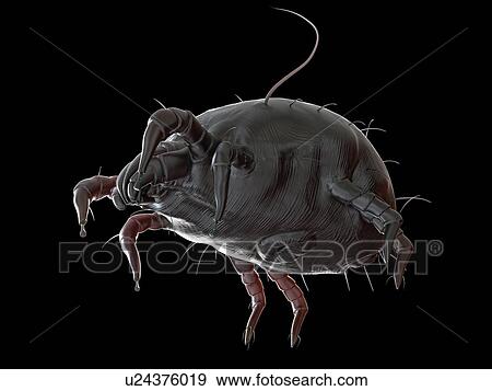 Stock Photo - Illustration of a dust mite.. Fotosearch
