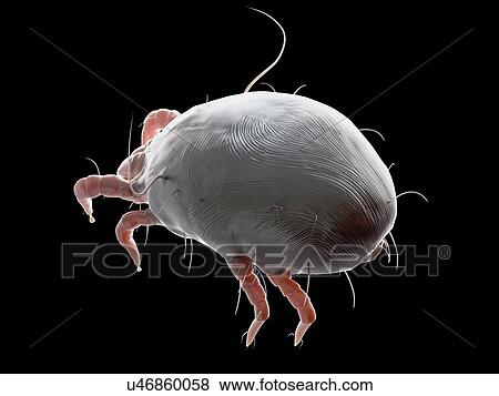 Illustration of a dust mite. View Large Photo Image Stock Photo - Illustration of a dust mite.. Fotosearch