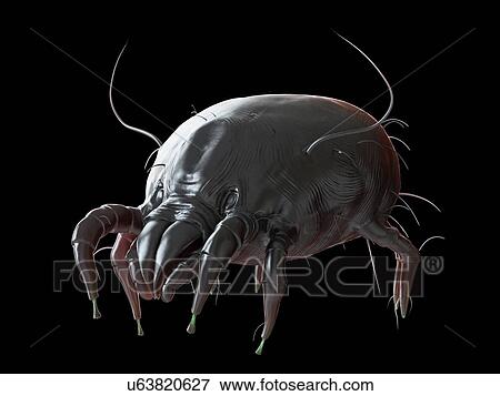 Illustration of a dust mite. View Large Photo Image Stock Photo - Illustration of a dust mite.. Fotosearch