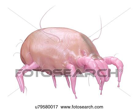 Stock Photo - Illustration of a dust mite.. Fotosearch