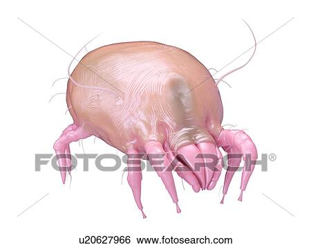 Illustration of a dust mite. View Large Photo Image Stock Photograph - Illustration of a dust mite.. Fotosearch