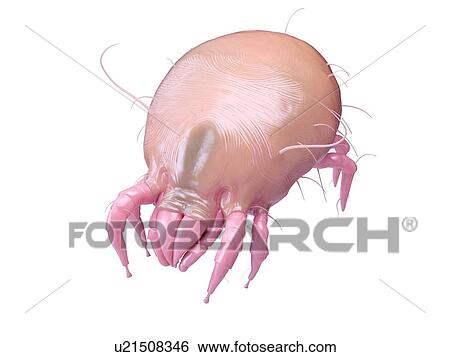Stock Photograph - Illustration of a dust mite.. Fotosearch