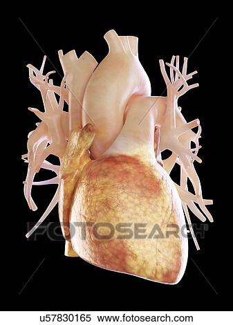 Illustration of a fatty heart. View Large Photo Image Stock Photography - Illustration of a fatty heart.. Fotosearch