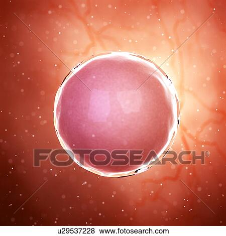 Stock Photo - Illustration of a fertilized egg cell.. Fotosearch