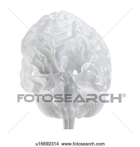 Illustration of a glass brain. View Large Photo Image Picture - Illustration of a glass brain.. Fotosearch