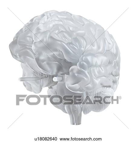 Illustration of a glass brain. View Large Photo Image Stock Image - Illustration of a glass brain.. Fotosearch