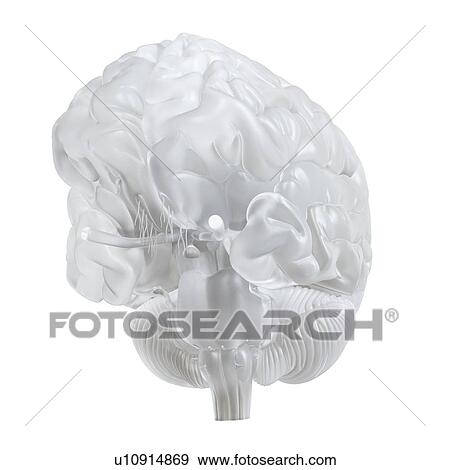 Stock Photo - Illustration of a glass brain.. Fotosearch
