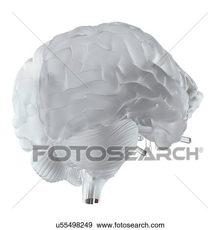 Stock Photo - Illustration of a glass brain.. Fotosearch