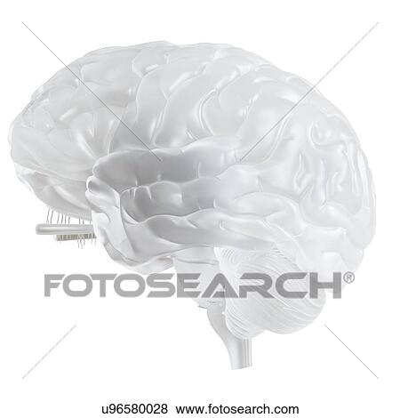 Illustration of a glass brain. View Large Photo Image Stock Photo - Illustration of a glass brain.. Fotosearch