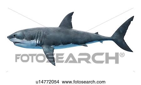 Illustration of a great white shark. View Large Photo Image Picture - Illustration of a great white shark.. Fotosearch
