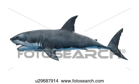 Illustration of a great white shark. View Large Photo Image Picture - Illustration of a great white shark.. Fotosearch