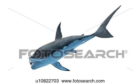 Stock Image - Illustration of a great white shark.. Fotosearch