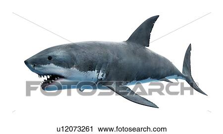 Stock Image - Illustration of a great white shark.. Fotosearch