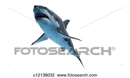 Stock Image - Illustration of a great white shark.. Fotosearch