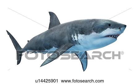 Illustration of a great white shark. View Large Photo Image Stock Image - Illustration of a great white shark.. Fotosearch