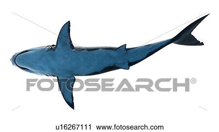 Stock Image - Illustration of a great white shark.. Fotosearch