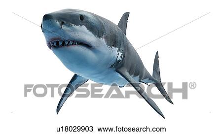 Stock Image - Illustration of a great white shark.. Fotosearch
