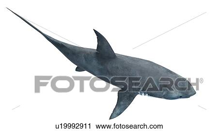 Stock Image - Illustration of a great white shark.. Fotosearch