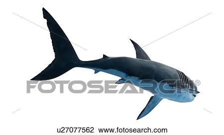 Stock Image - Illustration of a great white shark.. Fotosearch