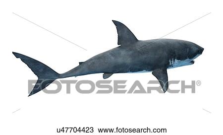 Stock Image - Illustration of a great white shark.. Fotosearch