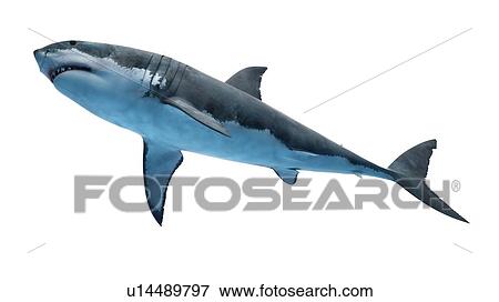Stock Photo - Illustration of a great white shark.. Fotosearch