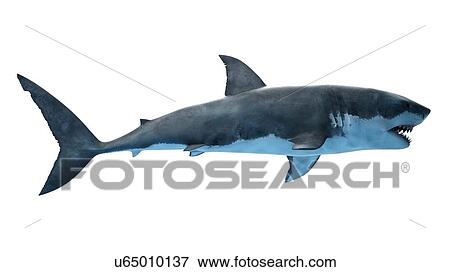 Stock Photo - Illustration of a great white shark.. Fotosearch