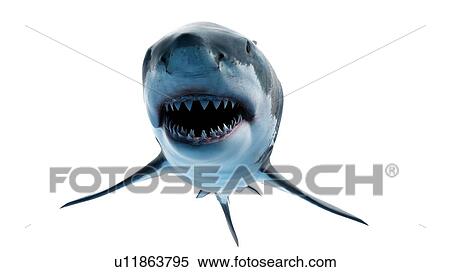 Illustration of a great white shark. View Large Photo Image Stock Photography - Illustration of a great white shark.. Fotosearch