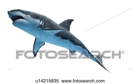 Stock Photography - Illustration of a great white shark.. Fotosearch