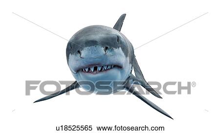 Illustration of a great white shark. View Large Photo Image Stock Photography - Illustration of a great white shark.. Fotosearch