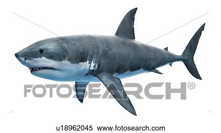Stock Photography - Illustration of a great white shark.. Fotosearch