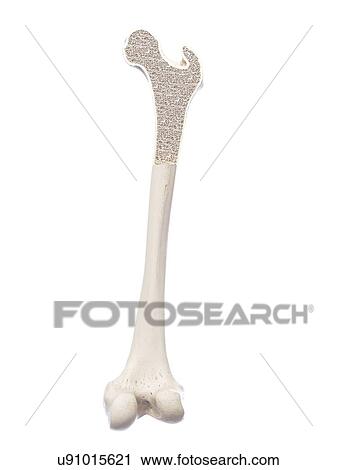 Stock Image - Illustration of a healthy bone structure.. Fotosearch