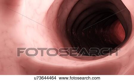 Illustration of a healthy human colon from inside. View Large Photo Image Picture - Illustration of a healthy human colon from inside.. Fotosearch
