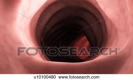 Stock Image - Illustration of a healthy human colon from inside.. Fotosearch