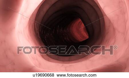 Illustration of a healthy human colon from inside. View Large Photo Image Stock Photo - Illustration of a healthy human colon from inside.. Fotosearch