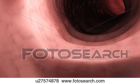 Illustration of a healthy human colon from inside. View Large Photo Image Stock Photo - Illustration of a healthy human colon from inside.. Fotosearch