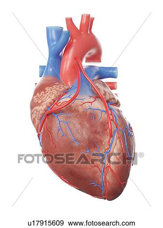 Stock Photo - Illustration of a heart with 2 bypasses.. Fotosearch