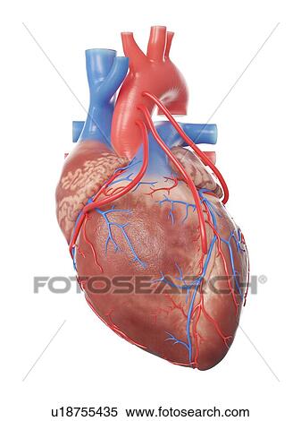 Stock Photography - Illustration of a heart with 3 bypasses.. Fotosearch