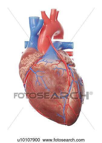 Stock Image - Illustration of a heart with a bypass.. Fotosearch